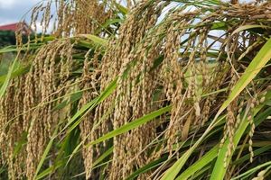 Lúa nếp thơm Bằng Mạc