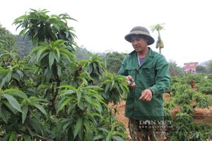 <div>Một nông dân Lạng Sơn trồng thành công thứ cây cảnh hot, xưa "tiến vua", thu nhập gấp 30 lần cấy lúa</div> <div>Một nông dân Lạng Sơn trồng thành công thứ cây cảnh hot, xưa "tiến vua", thu nhập gấp 30 lần cấy lúa</div>