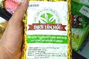 Chè dưới tán Hồi Bình Gia - Lạng Sơn