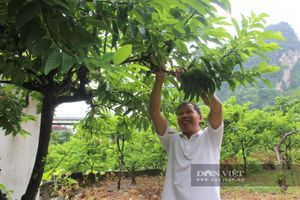 <div>Nông dân Lạng Sơn phấn chấn bước vào vụ thu hoạch quả đặc sản trồng trên núi đá</div> <div>Nông dân Lạng Sơn phấn chấn bước vào vụ thu hoạch quả đặc sản trồng trên núi đá</div>