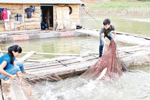 Trang thông tin OCOP và nông đặc sản Lạng Sơn