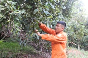 <div>Một nông dân Lạng Sơn biến đồi trọc thành rừng cây gì mà ra la liệt "nữ hoàng quả khô", cả làng phục lăn?</div> <div>Một nông dân Lạng Sơn biến đồi trọc thành rừng cây gì mà ra la liệt "nữ hoàng quả khô", cả làng phục lăn?</div>