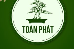 Đào cảnh Toàn Phát