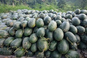 Dưa hấu Trấn Ninh