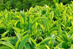 Chè dưới tán Hồi Bình Gia - Lạng Sơn
