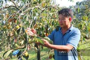 <div>Một nông dân Lạng Sơn giàu có nhờ trồng thứ cây ra loại quả muốn ngon phải "ngâm đêm ngâm ngày"</div> <div>Một nông dân Lạng Sơn giàu có nhờ trồng thứ cây ra loại quả muốn ngon phải "ngâm đêm ngâm ngày"</div>
