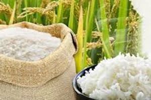 Gạo nếp cái hoa vàng Châu Sơn