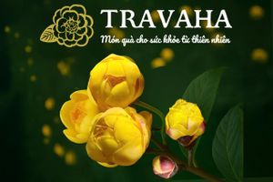 Trà hoa vàng TRAVAHA