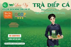 Trà Diếp Cá Lụa Vy